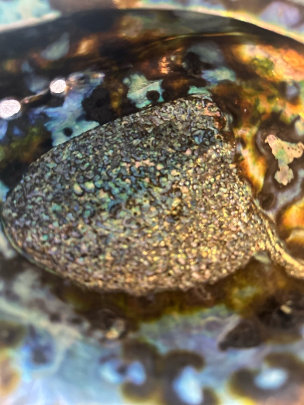 Abalone Shell 7” x 5.5” wide 2.5@ tall sitting flat unpolished exterior coastal - Picture 3 of 8